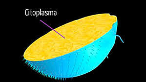 citoplasma