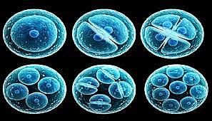 provenientes de las celulas