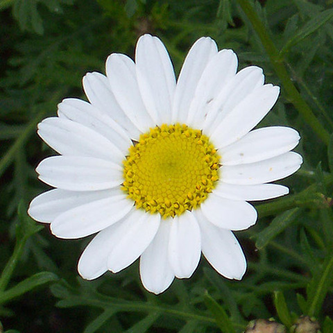 Nacimiento de Margarita