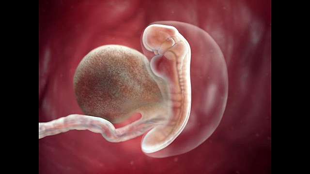 Desarrollo fetal-Primer mes