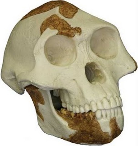 australopithecus garhi