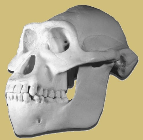 australopithecus anamensis