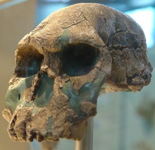 Homo habilis