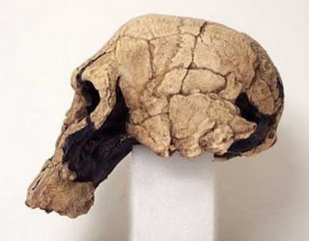 Homo rudolfensis