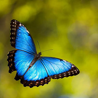 Timeline: Ο κύκλος ζωής της πεταλούδας