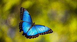 Timeline: Ο κύκλος ζωής της πεταλούδας