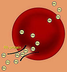 Discovery of Rh Protein
