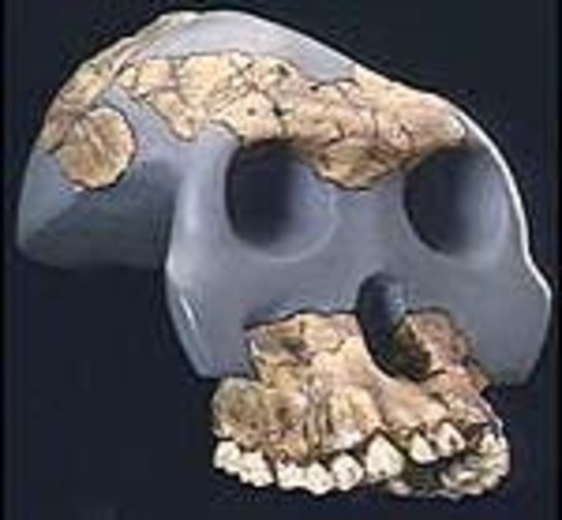 Australopithecus Garhi