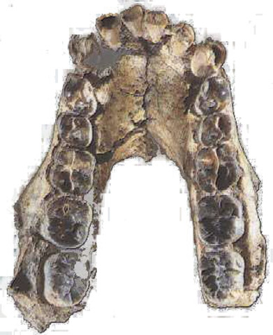 Austarlopithecus Anamensis