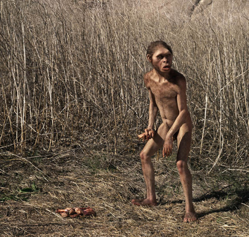 homo habilis
