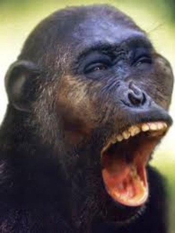 Australopithecus garhi