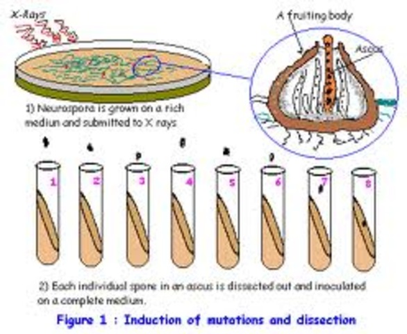 Gene and Enzyme Hypothesis
