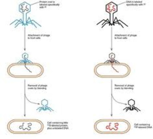 DNA: The Hereditary Material Confirmation