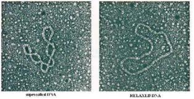 Purification and Isolation