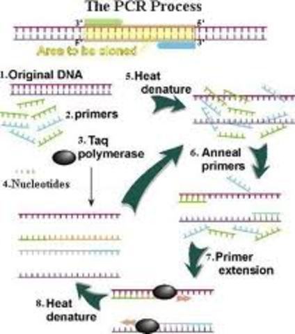 Technology: Polymerase Chain Reaction