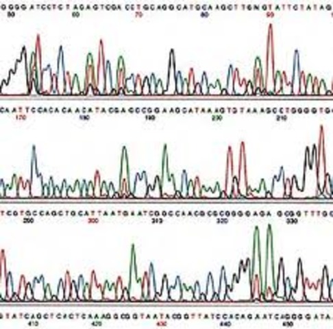 Technology: Automated Fluorescence Sequencer