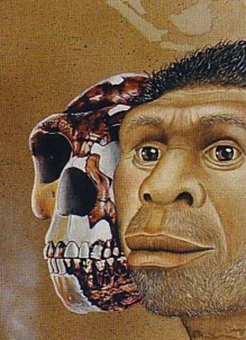 Homo rodhersiensis