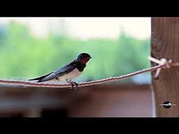 Rima LIII "Volveran las oscuras golondrinas