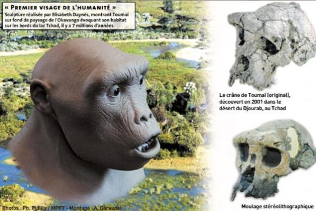 Sahelanthropus tchadensis