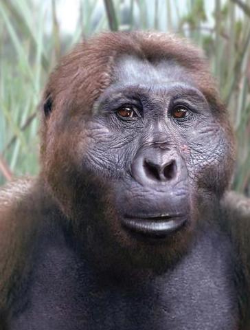 Australopithecus boisei