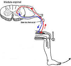 Medición de la velocidad del impulso nervioso
