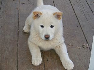 Korean Jindo
