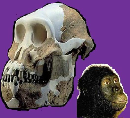 Australopithecus anamensis