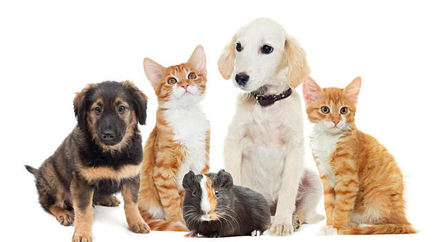 Attend Veterinary Medicine School