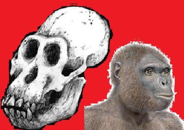 Ardipithecus ramidus