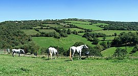 Timeline: Programas Sociales dirigidos al Campo