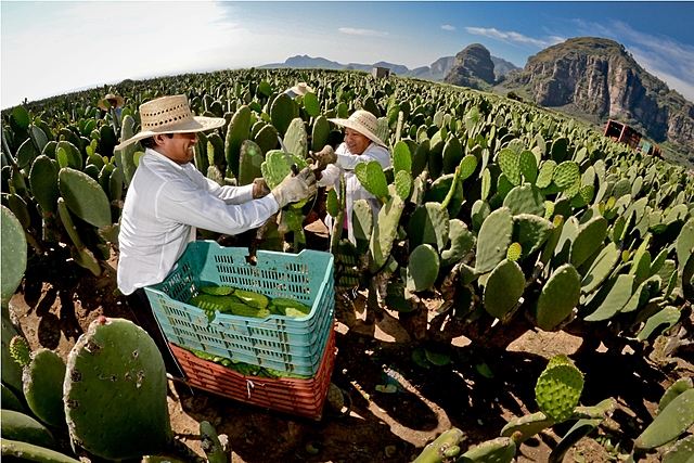 Programa Integral de Apoyo a los Productores de Nopal "PIAPRON"