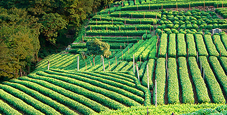 Fondos de Apoyo para la Conservación y Restauración de los Ecosistemas a través de la Participación Social
