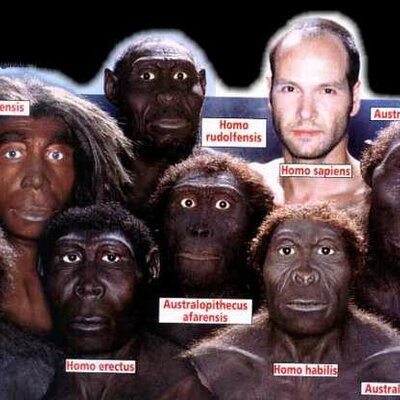 Timeline: Evolució de l'home