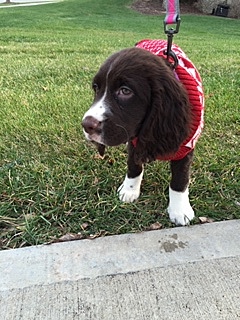 Getting my first dog