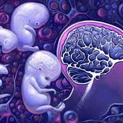 Timeline: Ontogénesis del Sistema Nervioso