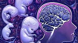 Timeline: Ontogénesis del Sistema Nervioso