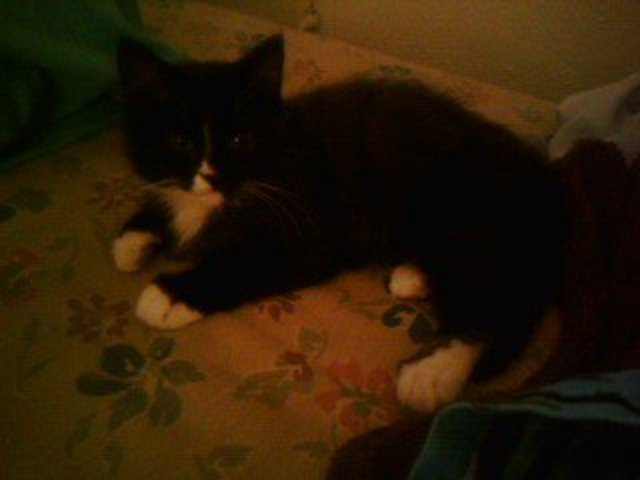 I got ANOTHER kitty!