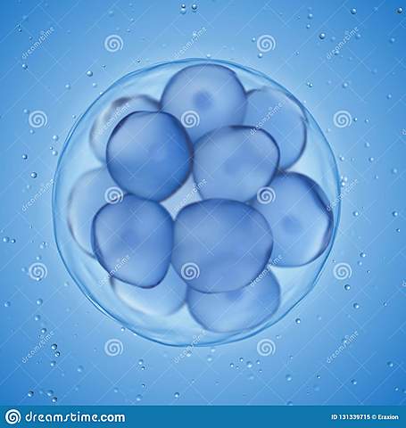Día 3. Mórula (tres días)
