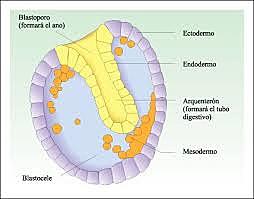 Mesoblasto. (Proceso de Gastrulación) Tercera semana