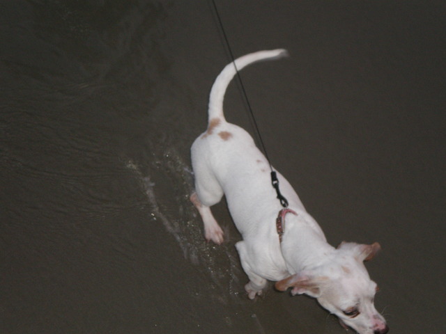 Went to Surfside Beach with my puppy!