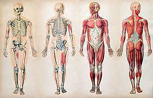 A Book on the Human Body