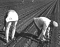 The use of the short-handled hoe (el cortito) is banned by the Supreme Court