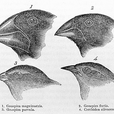 Timeline: Charles Darwin