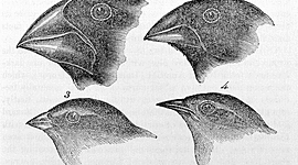 Timeline: Charles Darwin