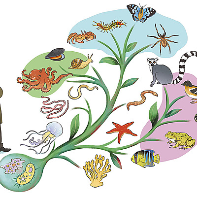 Timeline: Linea del Tiempo EVOLUCIÓN (Mercedes y Julia)