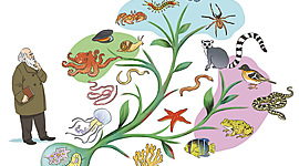 Timeline: Linea del Tiempo EVOLUCIÓN (Mercedes y Julia)