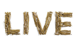 Timeline: LA MEVA 2A VIDA!!*