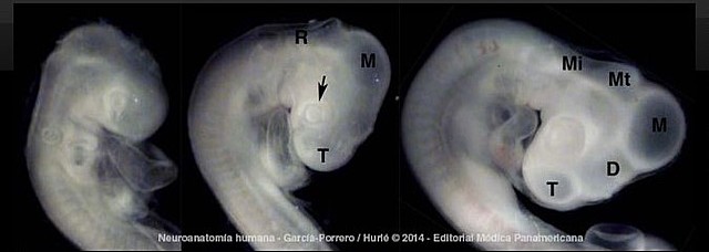 Día 32. Vesículas Secundarias