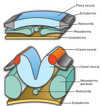 Formación de la placa neural
