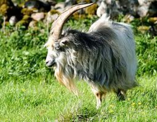 Falu gruva uptäcktes av bocken Kåre